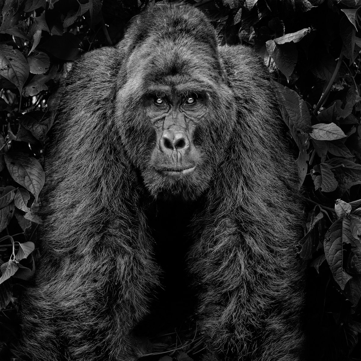 Kong (Mountain Gorilla in Bwindi, Uganda), 2022 (XXL)