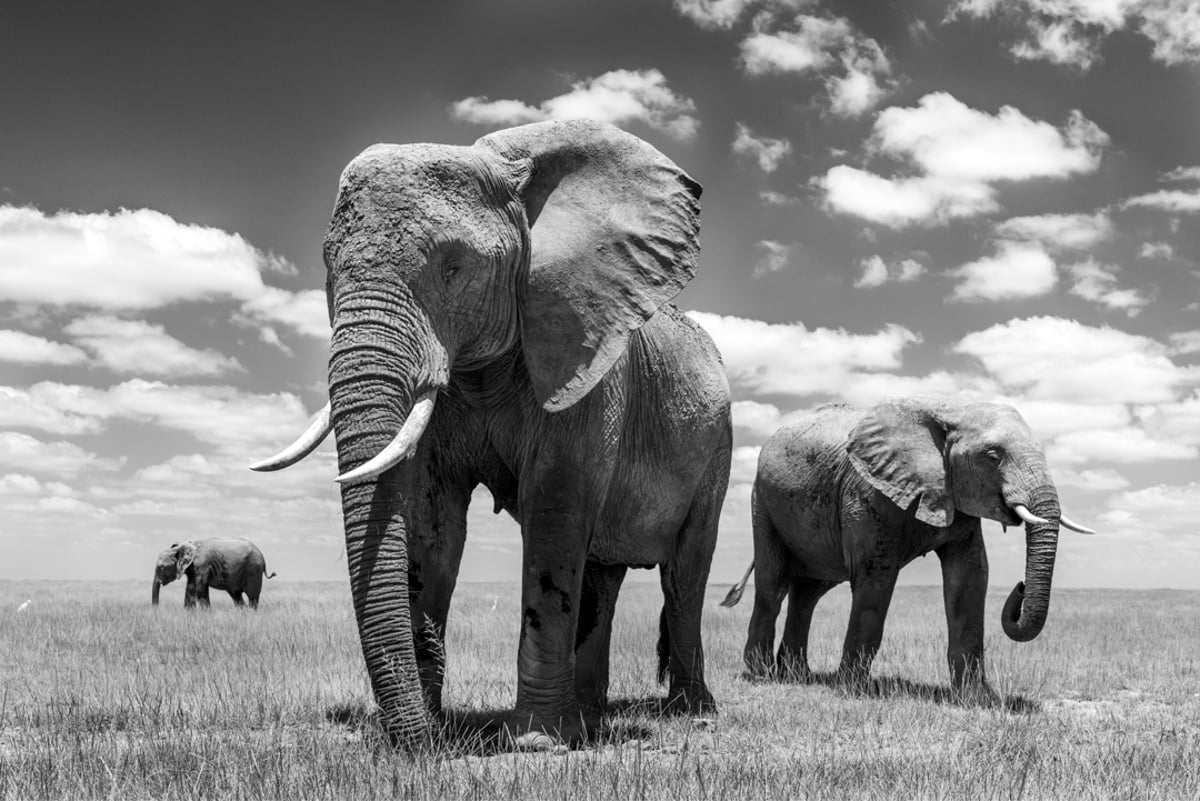 Matriarch (African Elephant, Amboseli, Kenya), 2020 (L)