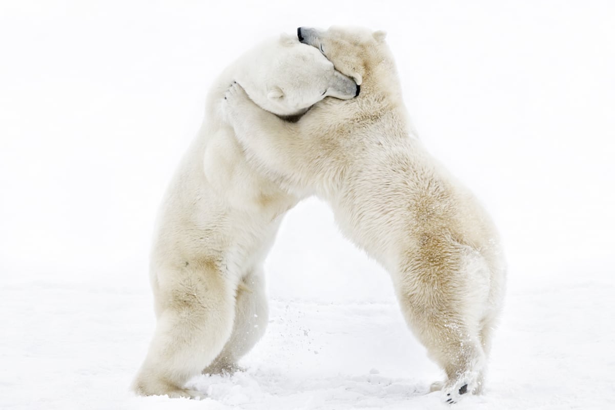 Bear Hug (Polar Bear, Churchill, Canada), 2021 (M)