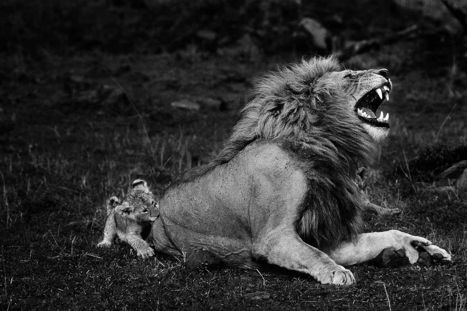 YANN ARTHUS-BERTRAND, Le Lion et Le Lionceau