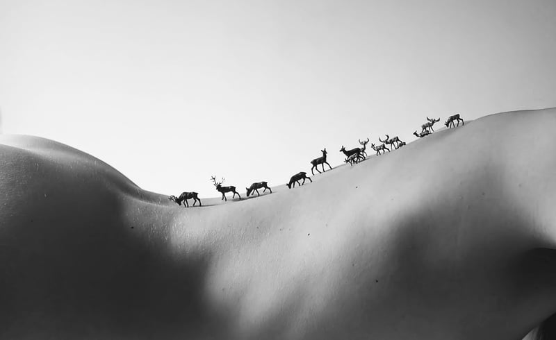 Bande de cerfs — J. Leo