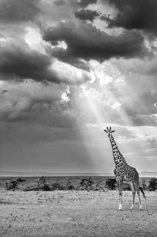 Limelight (Maasai Giraffe in Maasai Mara, Kenya), 2019 (L)
