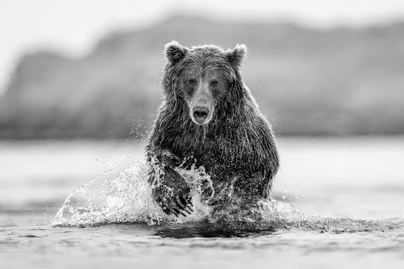 Ahab (Brown Bear, Hallo Bay, Alaska), 2022