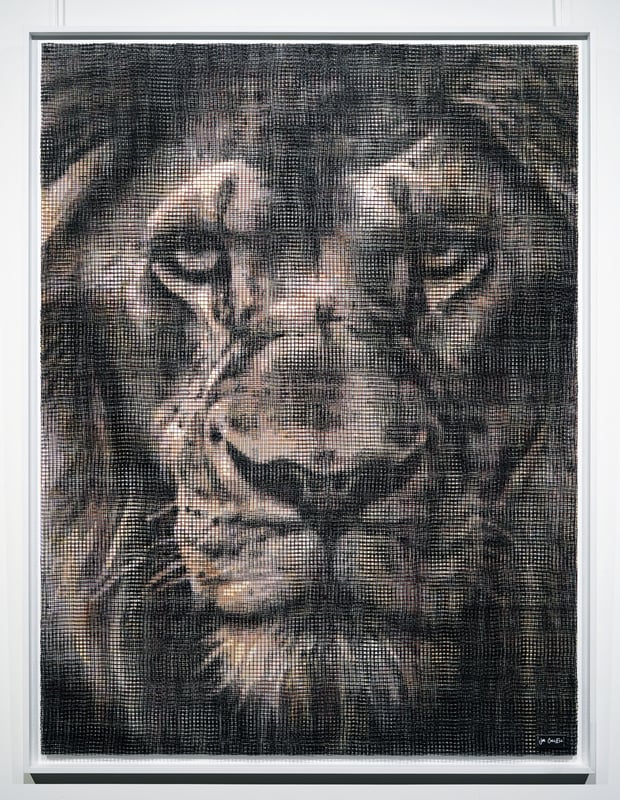 Lion #7
