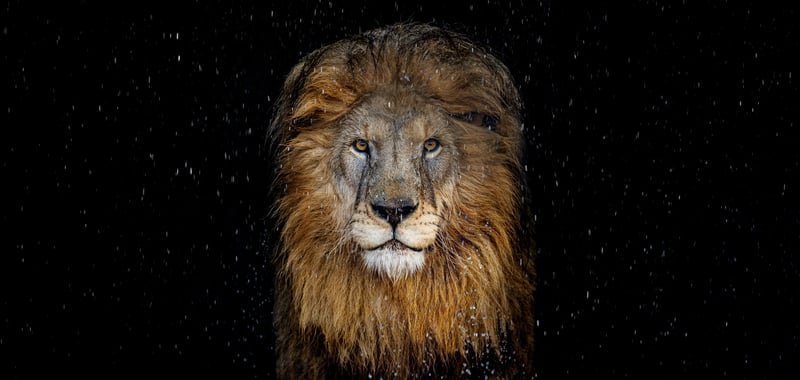 The lion - colours