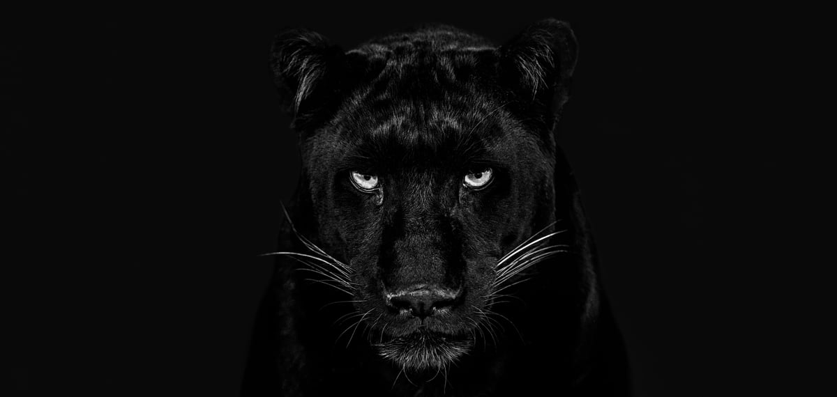 The black panther Club - B&W