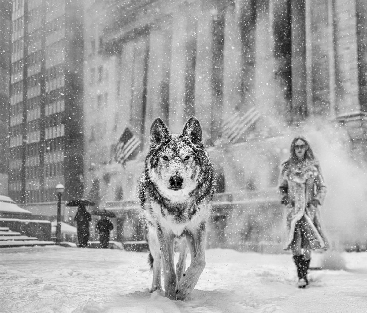 Wall Street Stories (B&W)