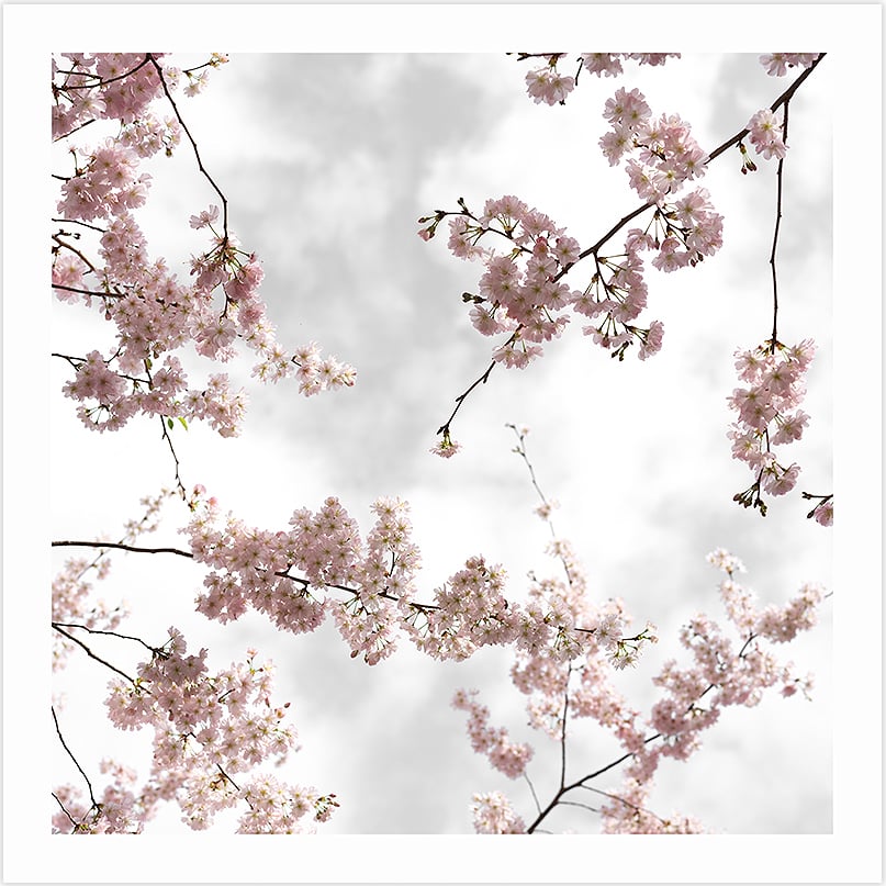 Hanami Sakura