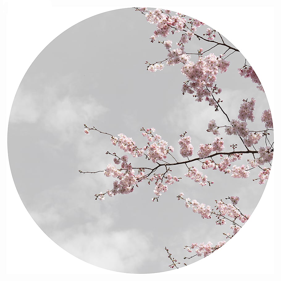 Sakura Moon