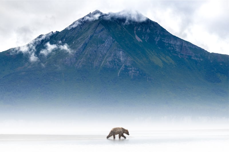 Mists of Time (Brown Bear, Hallo Bay, Alaska), 2022 (XL)