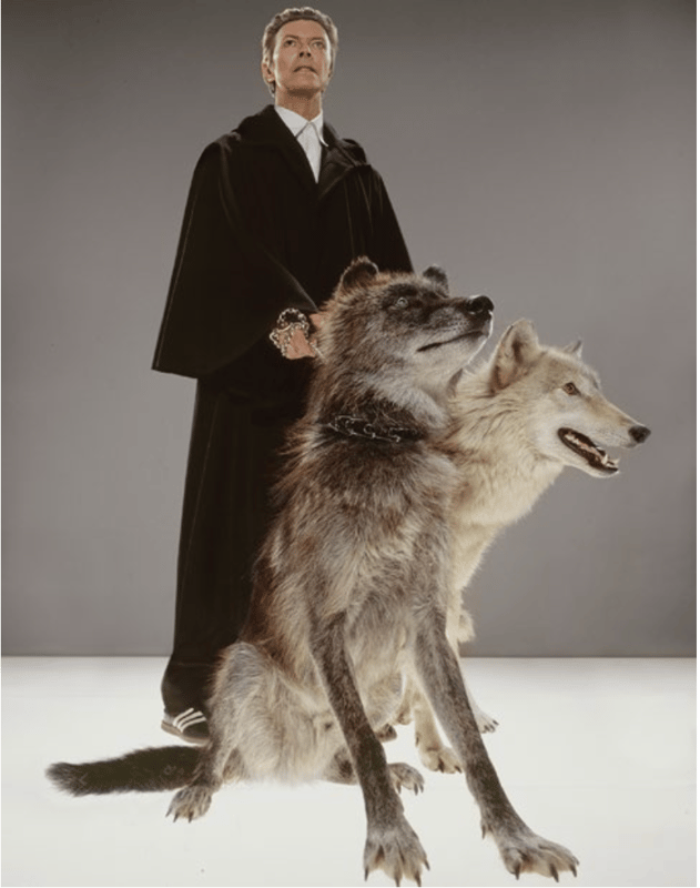 David Bowie : The Pack (medium)