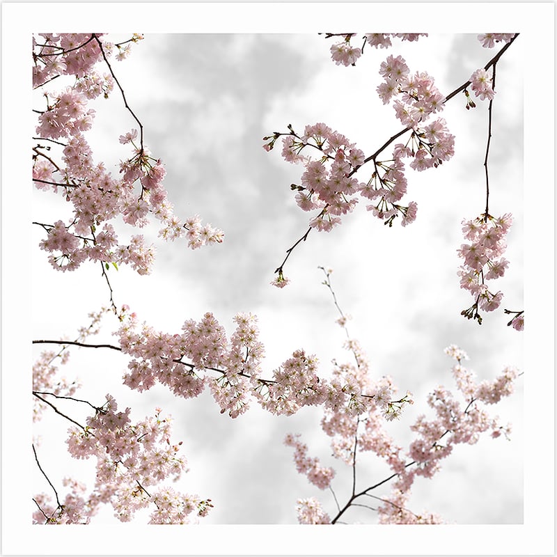 Hanami Sakura