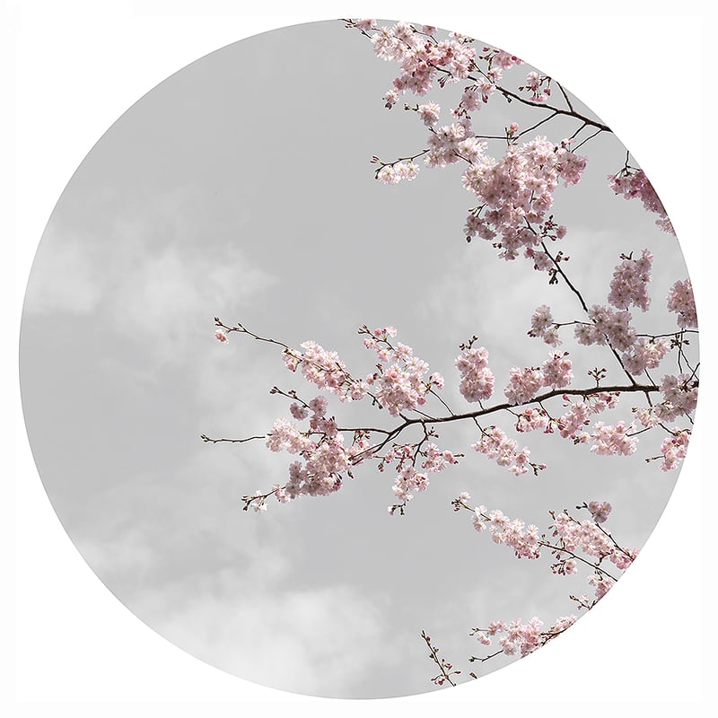 Sakura Moon